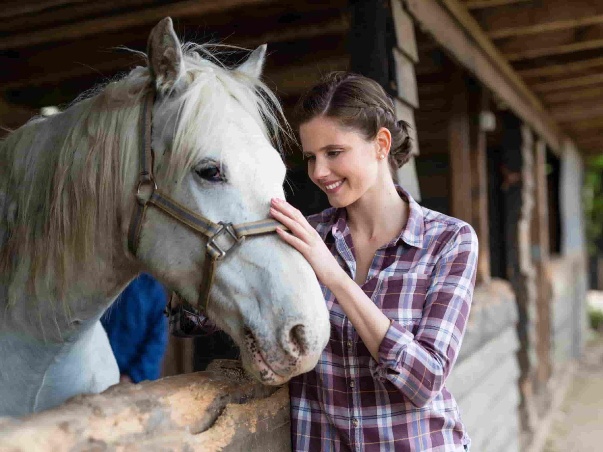 Horses Can Communicate With Humans, Say Scientists