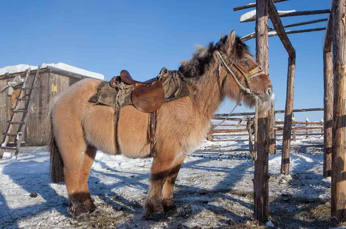 Siberias Yakut Horses Beat The Cold Happily