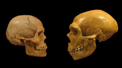 400000-year-old Skull Found; Reveals a Lot About Human Evolution in Europe