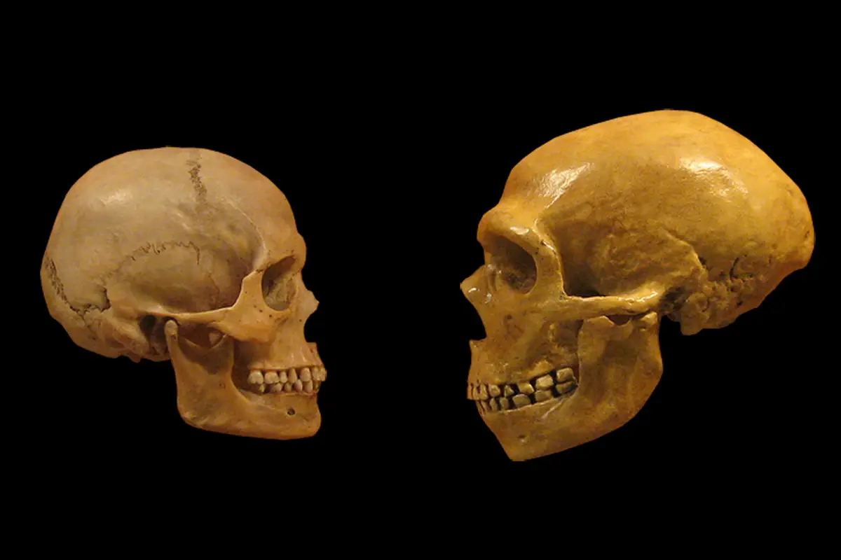 400000-year-old Skull Found; Reveals a Lot About Human Evolution in Europe