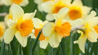 A New Daffodils Variety Gets Name After Prince George