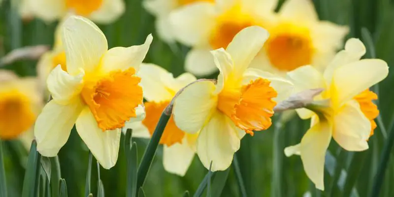 A New Daffodils Variety Gets Name After Prince George