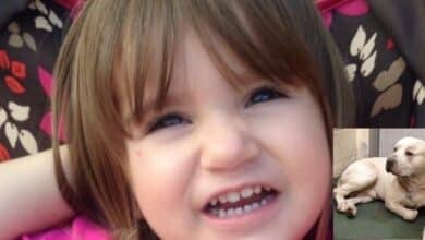 American Bulldog Kills Little Girl