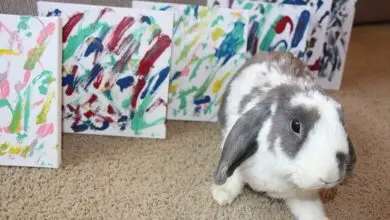 Bini the Bunny