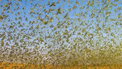 Breathtaking Photos of 80,000 Budgies Forming a Tornado Go Viral