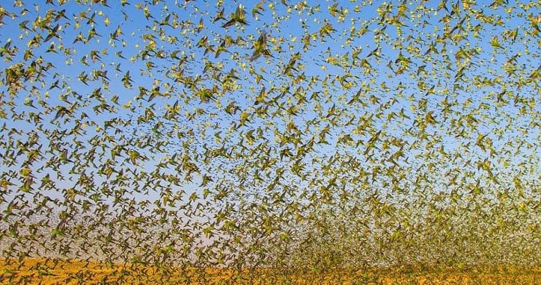 Breathtaking Photos of 80,000 Budgies Forming a Tornado Go Viral