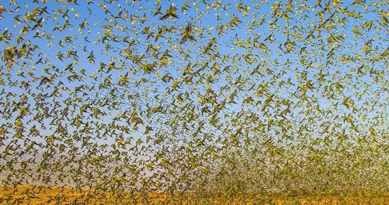 Breathtaking Photos of 80,000 Budgies Forming a Tornado Go Viral