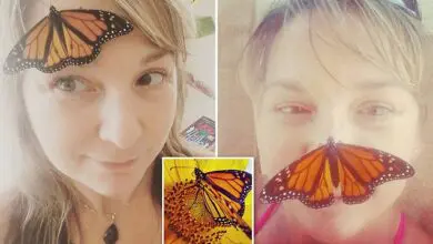 Cancer Survivor and a Butterfly