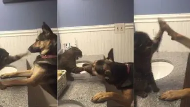 Cat Fight With a German Shepherd in the Bathroom