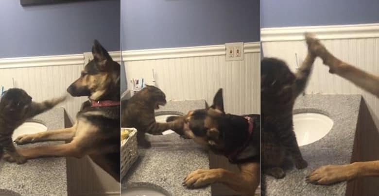 Cat Fight With a German Shepherd in the Bathroom
