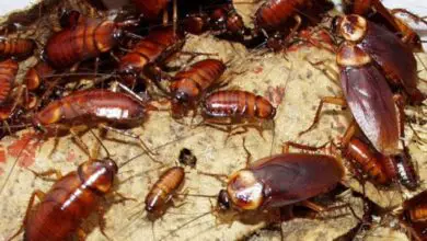 Cockroaches Spotted in the Kitchen