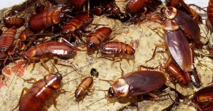 Cockroaches Spotted in the Kitchen