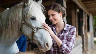 Horses Can Communicate With Humans, Say Scientists