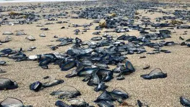 Jellyfish Spotted on South Florida Beach