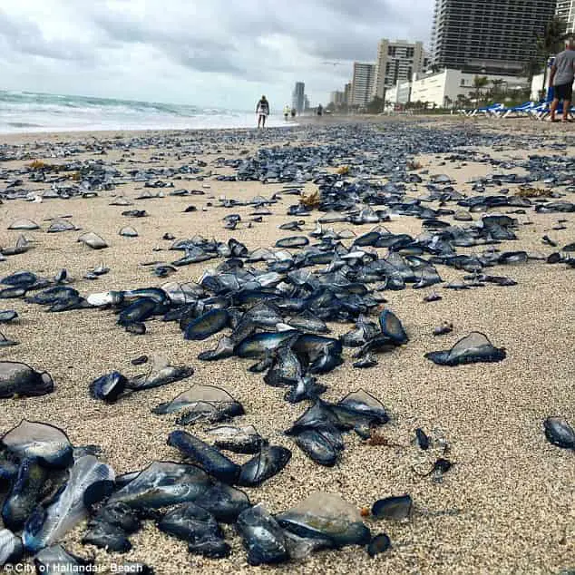 Jellyfish Spotted on South Florida Beach