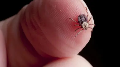Lyme disease