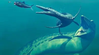 Researchers Discover Plesiosaurus Movement Secrets