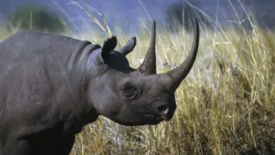 Rare Black Rhinos