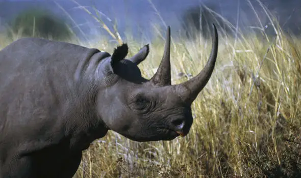 Rare Black Rhinos