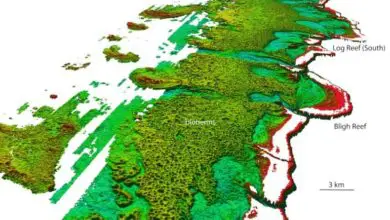 Scientists Find New Reef-like Structures