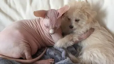Sphynx Cat and a Dog