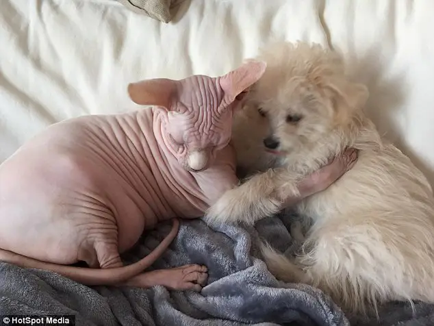 Sphynx Cat and a Dog