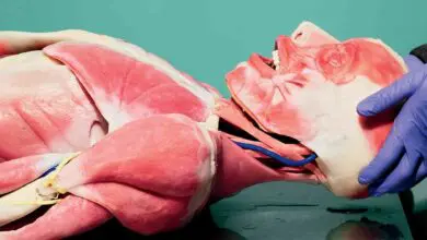 Synthetic cadavers