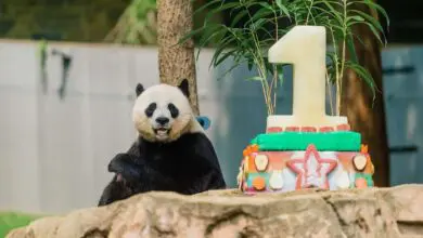 Traditional Zhuazhou Ceremony for Bei Bei Panda Cub