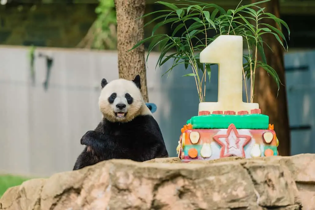 Traditional Zhuazhou Ceremony for Bei Bei Panda Cub