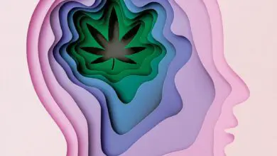 Use of Cannabis Can Affect Your Brain