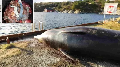 Whale Found Dead; More Than 30 Plastic Bags Found in its Stomach