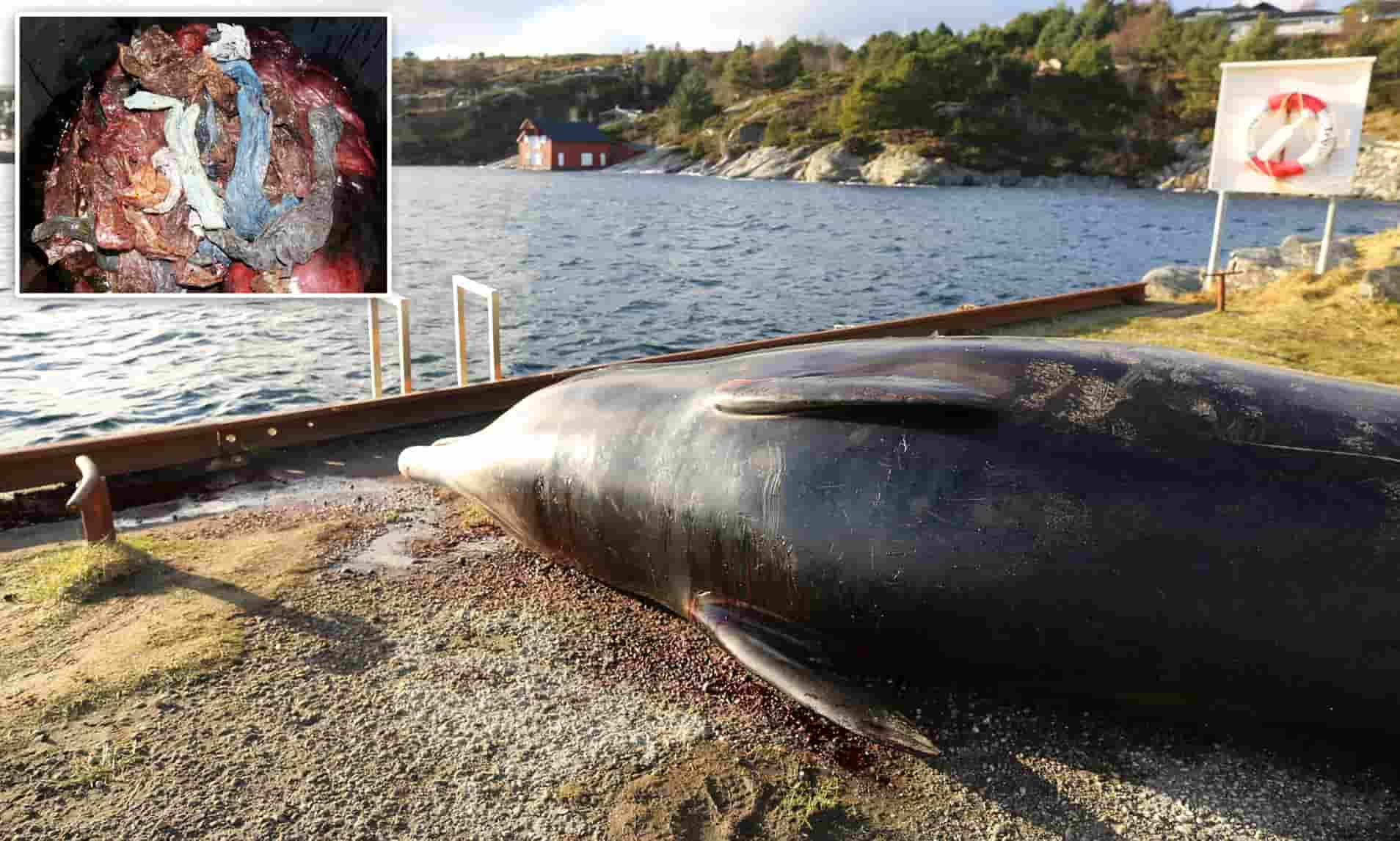 Whale Found Dead; More Than 30 Plastic Bags Found in its Stomach