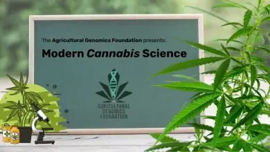 University of Colorado to Add Cannabis-based Course Soon