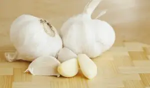Garlic