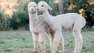 Annual Alpaca show