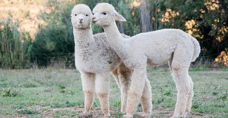 Annual Alpaca show