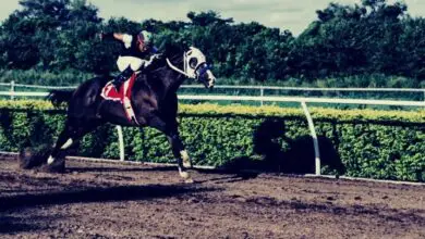 Races at Ballarat Synthetic – Gilbert Gardiner Betting Analysis and Tips