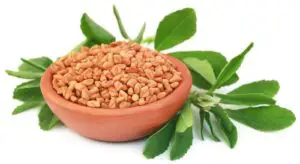Fenugreek