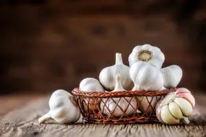 Garlic