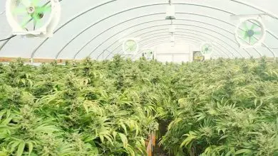 SunPath’s Daylight Delivery Platform Maximizes Cannabis Yield