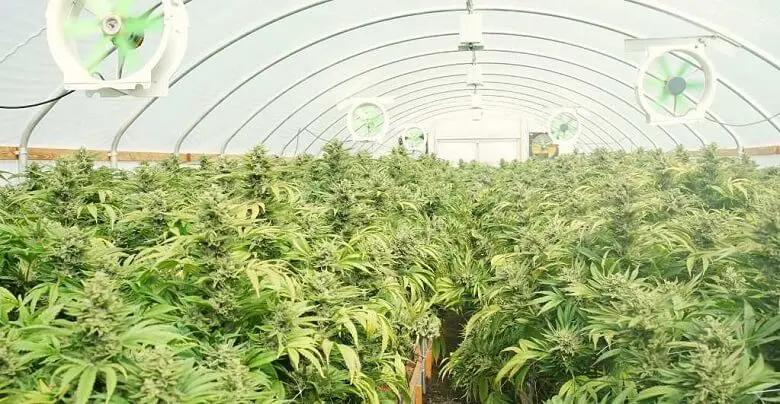 SunPath’s Daylight Delivery Platform Maximizes Cannabis Yield