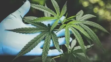 British Columbian Survey Depicts Awareness Among Weed Buyers